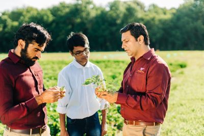 Three men stand in a field, examining a plant.